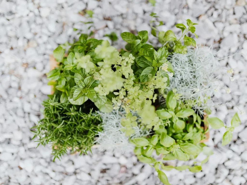 Quelles plantes aromatiques ne pas planter ensemble pour réussir son potager et ses jardinières ?