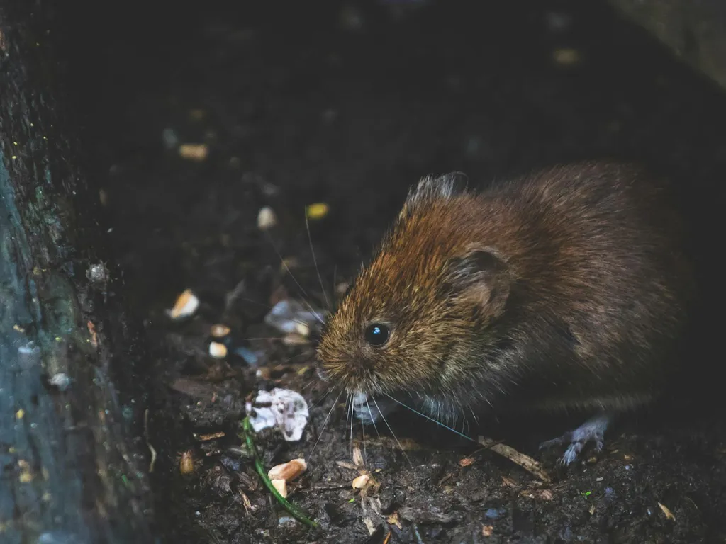 Trou de mulot dans le jardin : identifier, prévenir et traiter pour protéger pelouse et potager