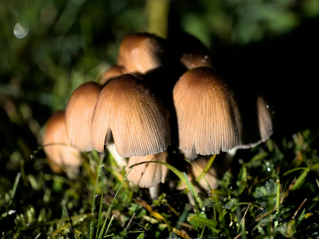 Champignons plante d'intérieur : identifier, traiter et prévenir les moisissures du terreau