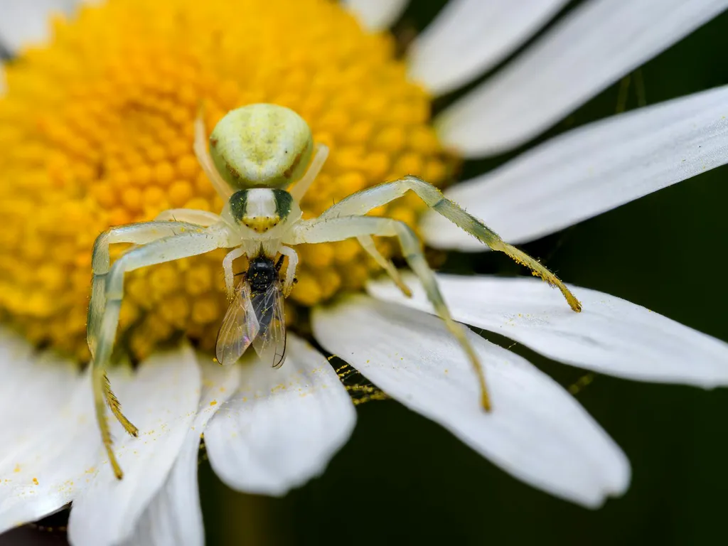 Traitement de la mouche de la cerise : méthodes pratiques pour protéger votre récolte
