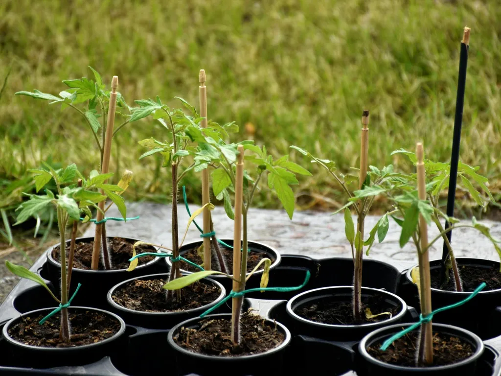 Planter des graines de tomate : semis, germination et repiquage étape par étape