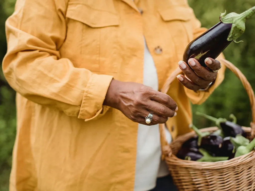 Quand récolte aubergines et comment repérer le bon stade pour une chair ferme et une saveur optimale ?