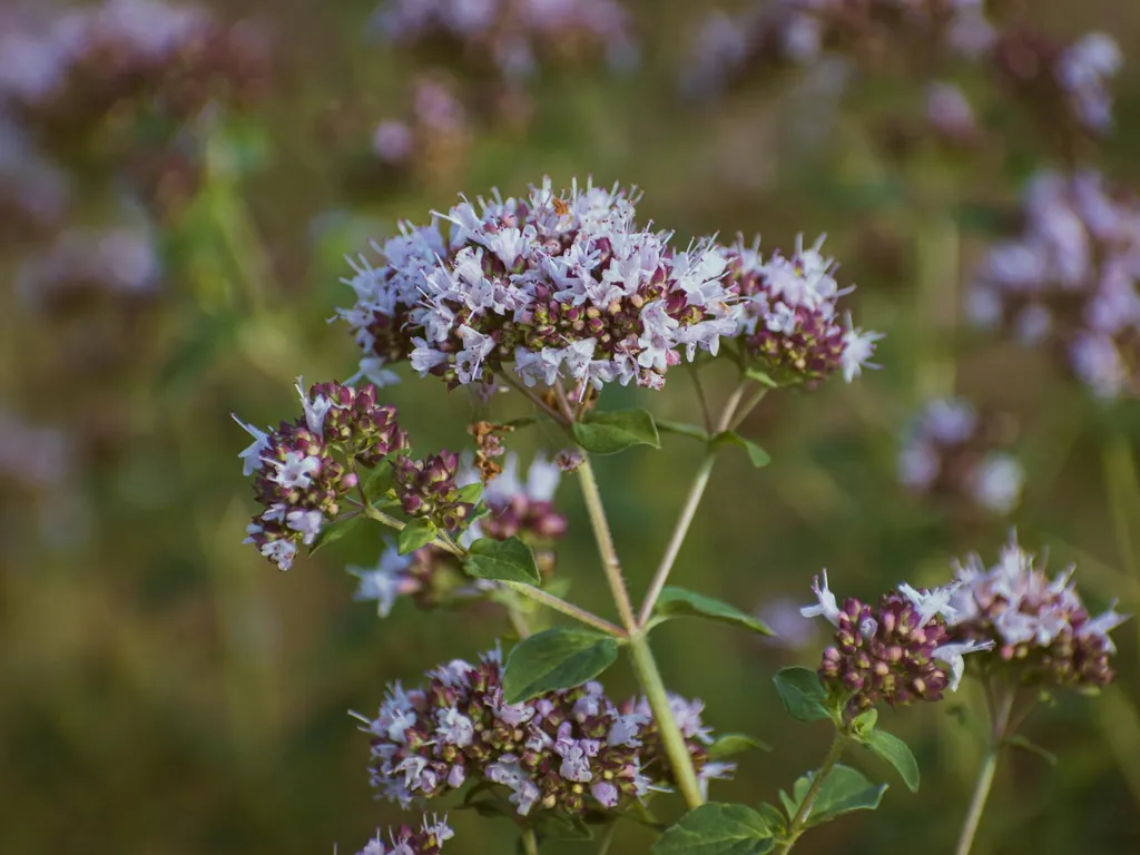 Guide du jardinier : quand récolter l'origan pour un arôme maximal