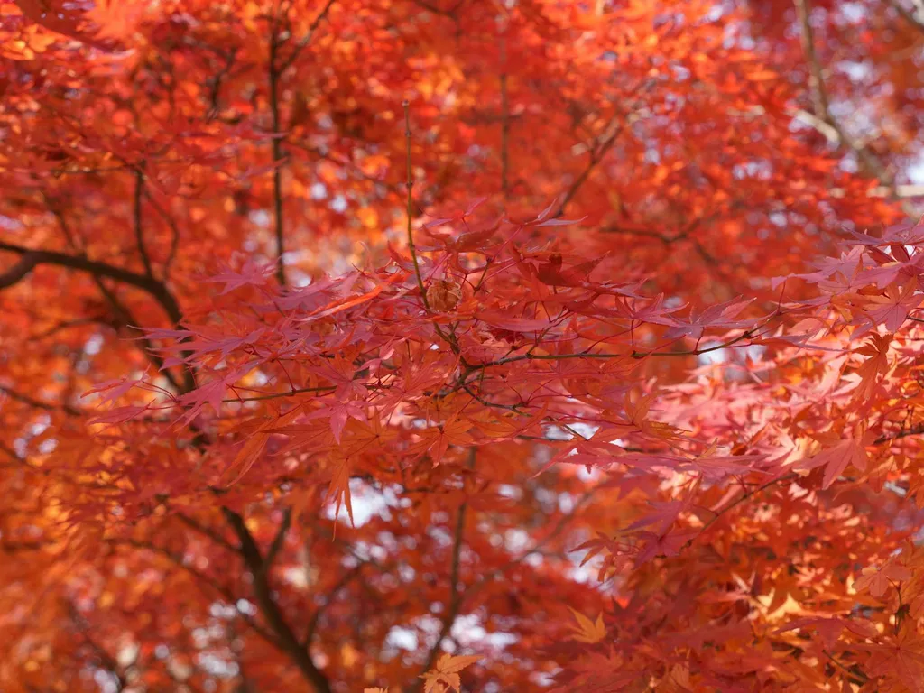 Tailler un érable japonais : calendrier, techniques et fiches pratiques par variété
