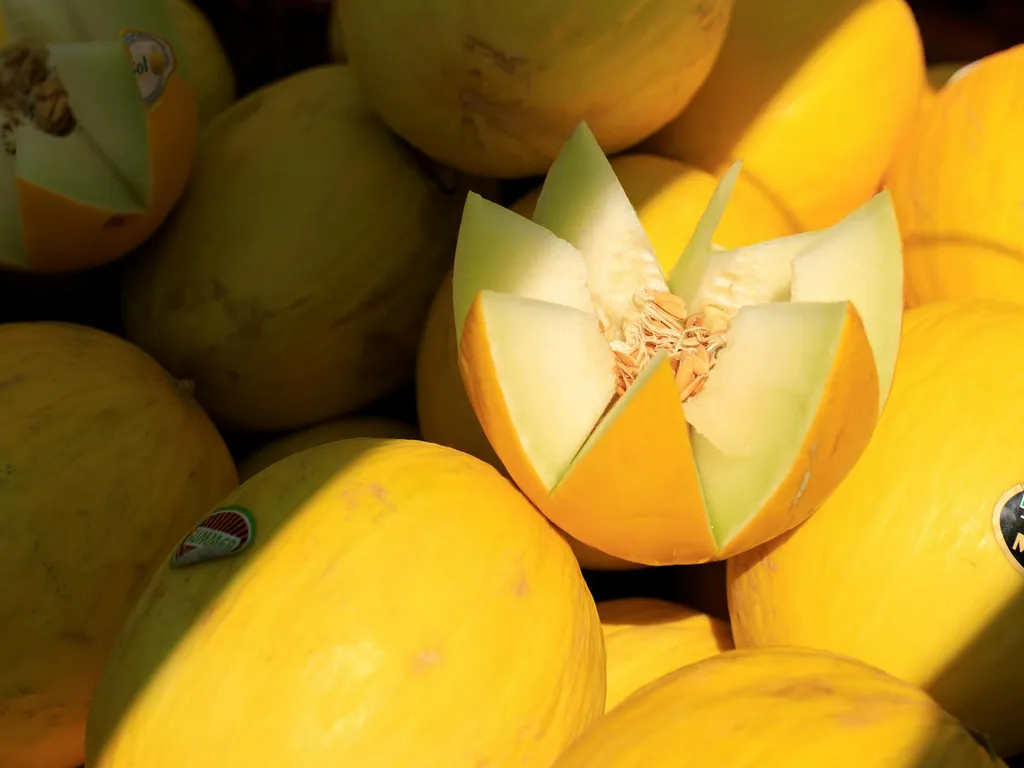 Récolte du melon : reconnaître la maturité, cueillir et conserver pour le meilleur goût
