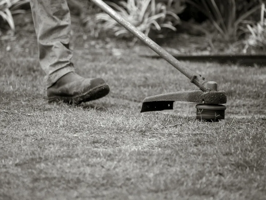 Traiter le trefle dans la pelouse : méthodes efficaces et calendrier pratique